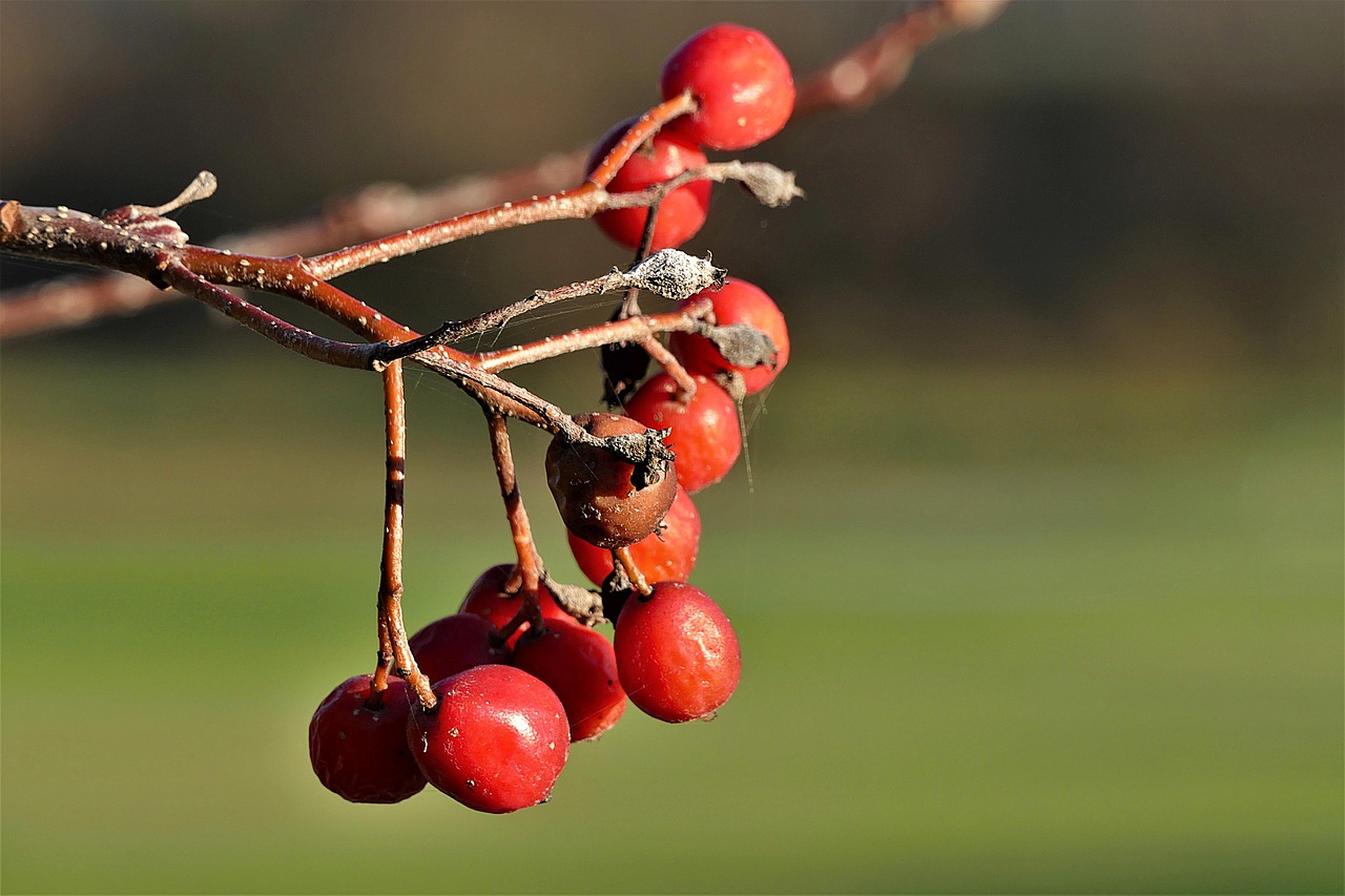 rowanberries  red  close up free photo