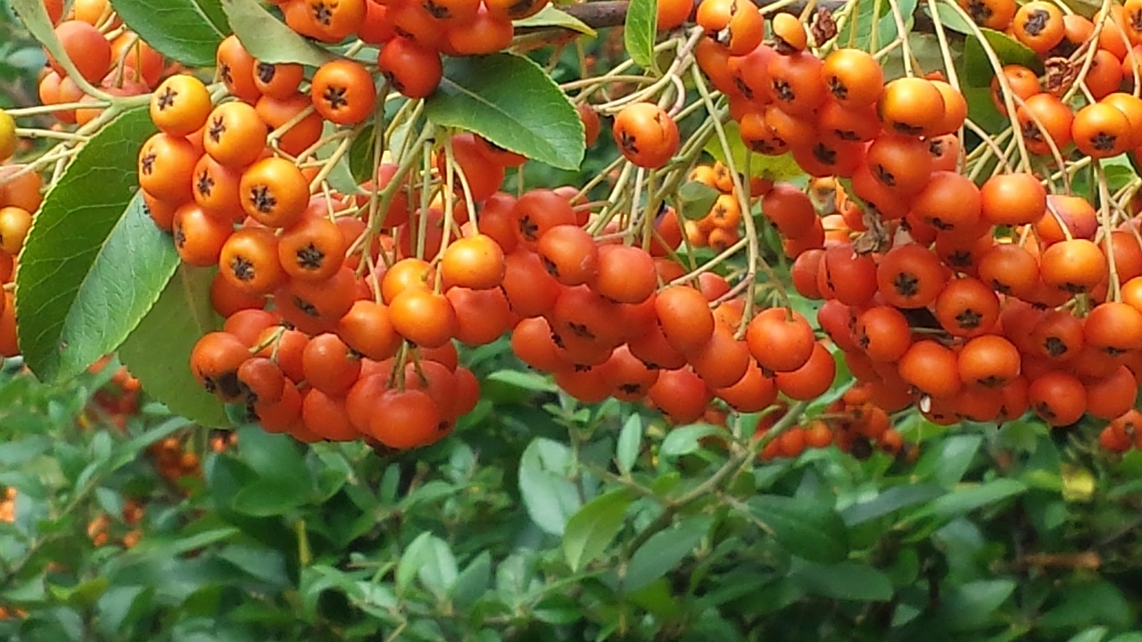 rowanberries berries orange free photo
