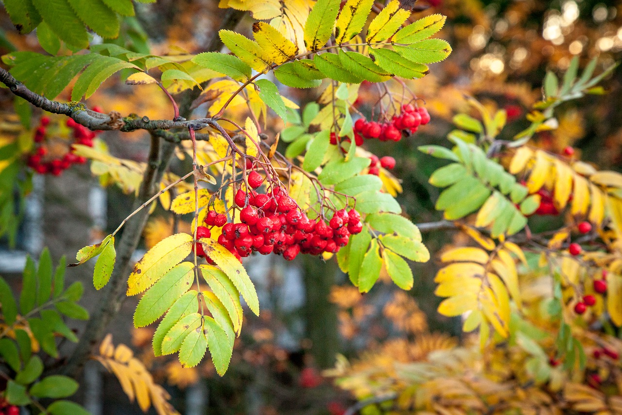 rowanberry fall autumn free photo