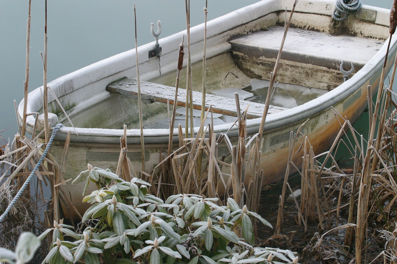 rowing boat frost rhododendron free photo