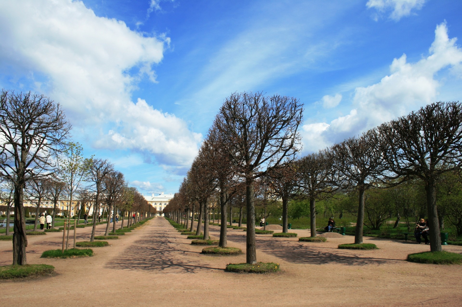 trees rows neat free photo