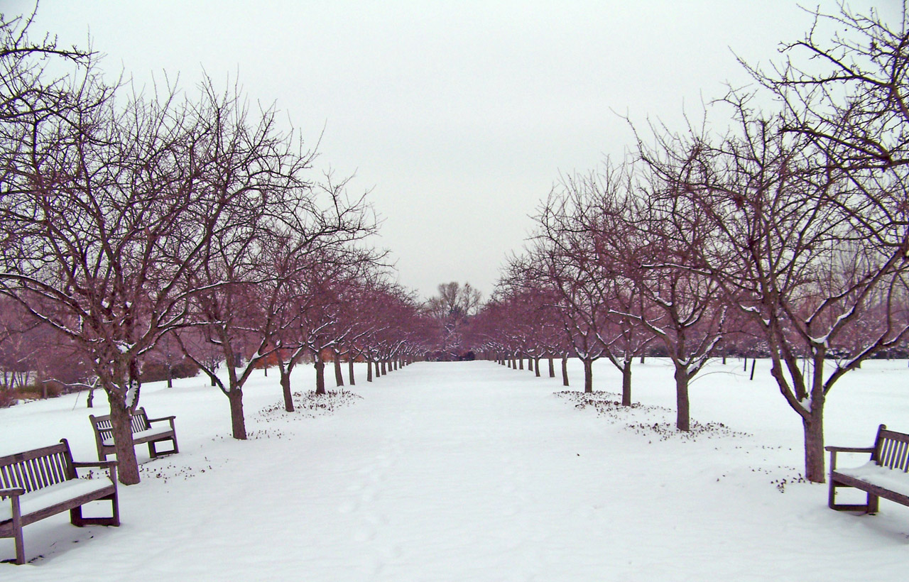 trees snow benches free photo