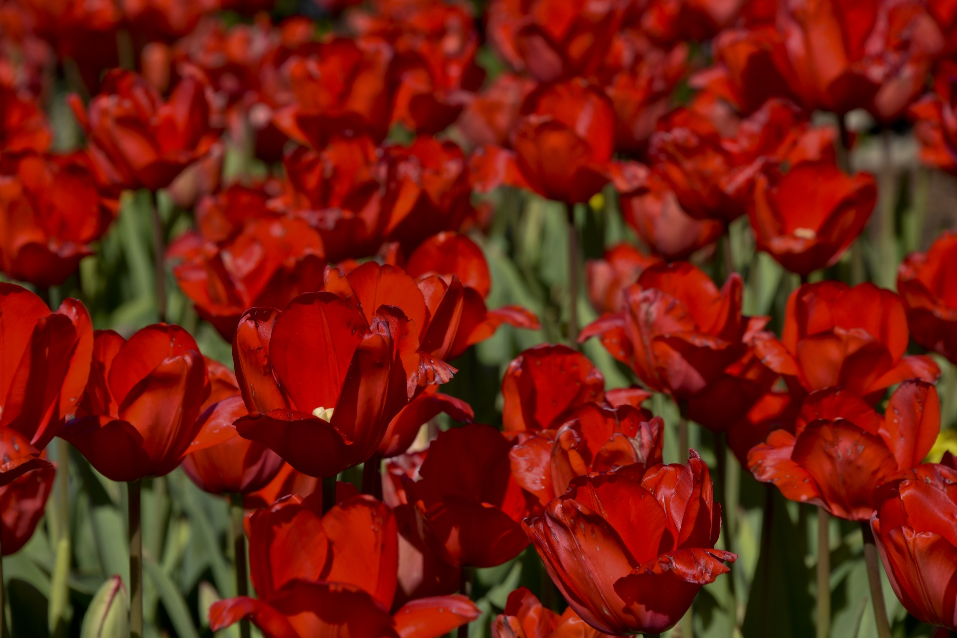 tulips flowers red free photo