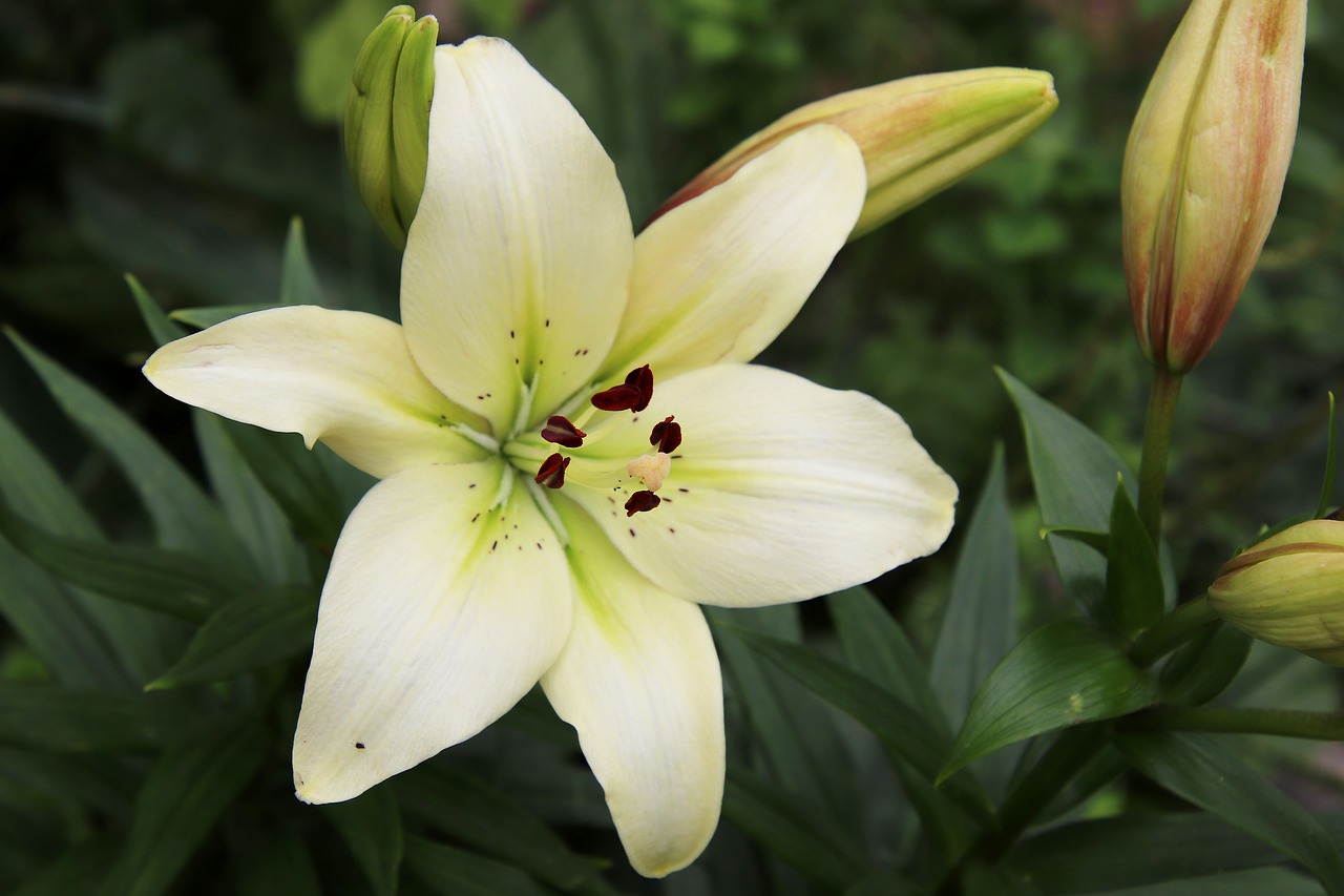 royal lily  lily  blossom free photo