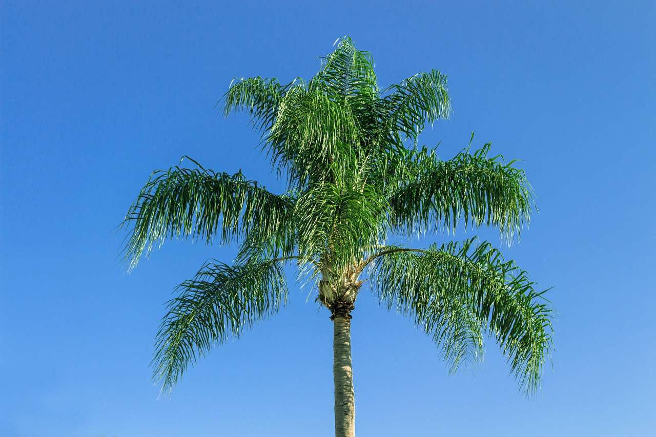 royal palm tropical plant palm tree free photo