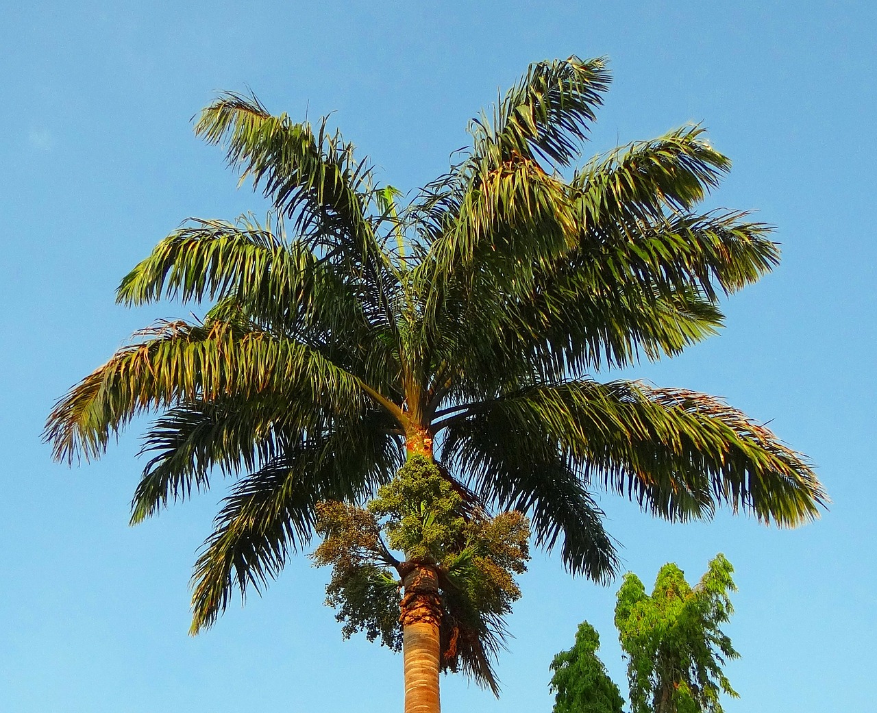 royal palm palm roystonea regia free photo