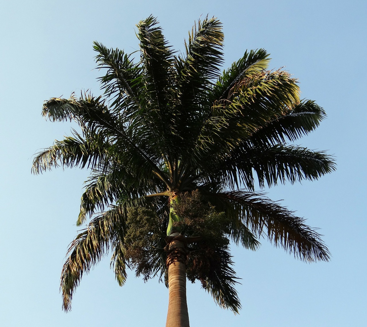 royal palm palm roystonea regia free photo