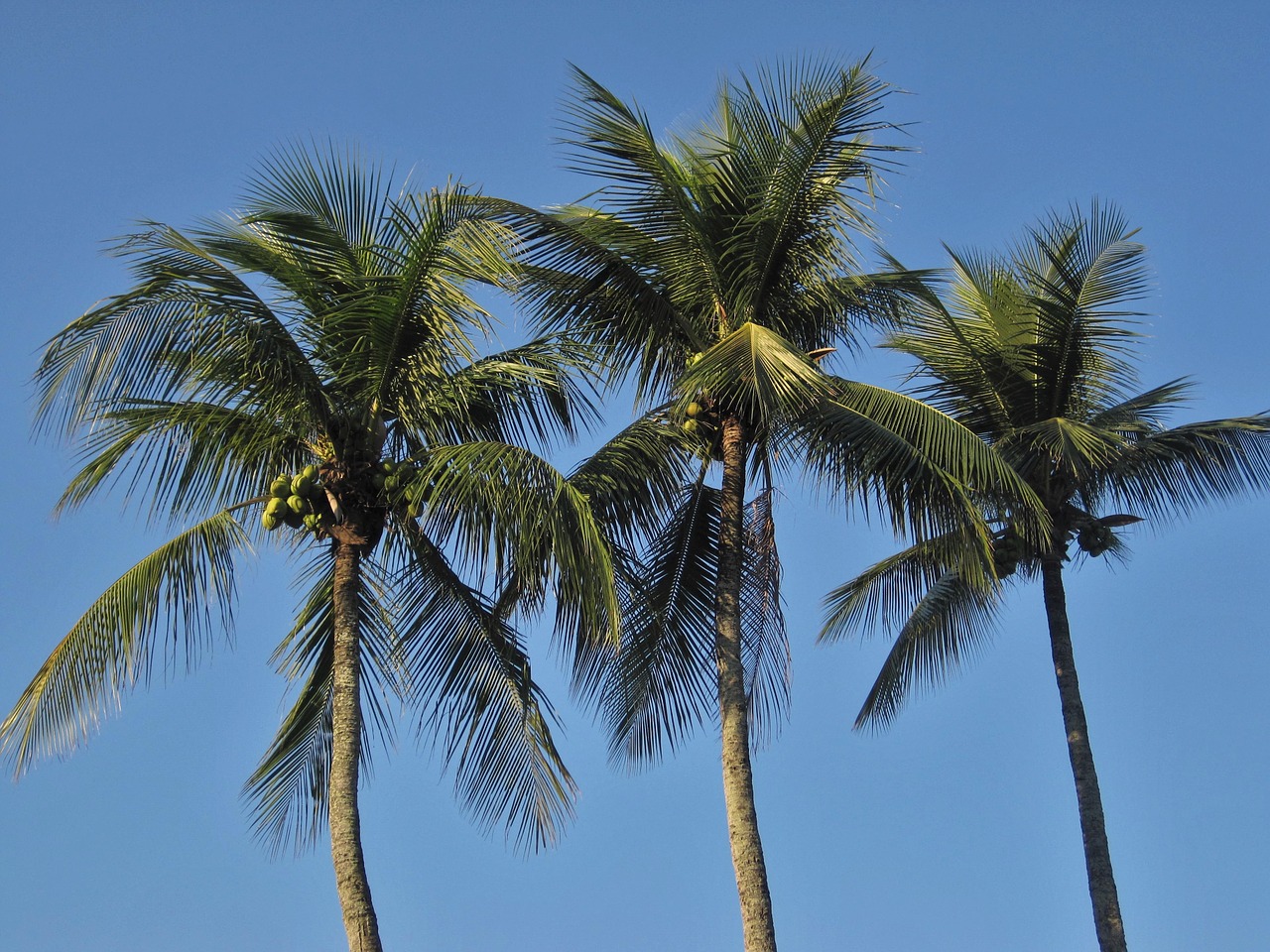 royal palms coconut trees frond free photo