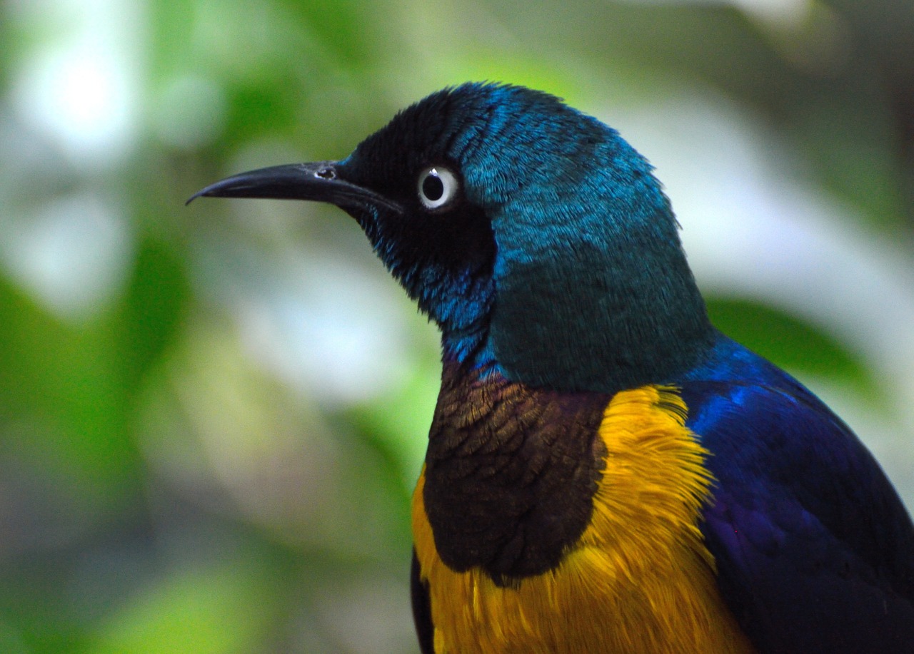 royal starling bird blue-green-yellow free photo