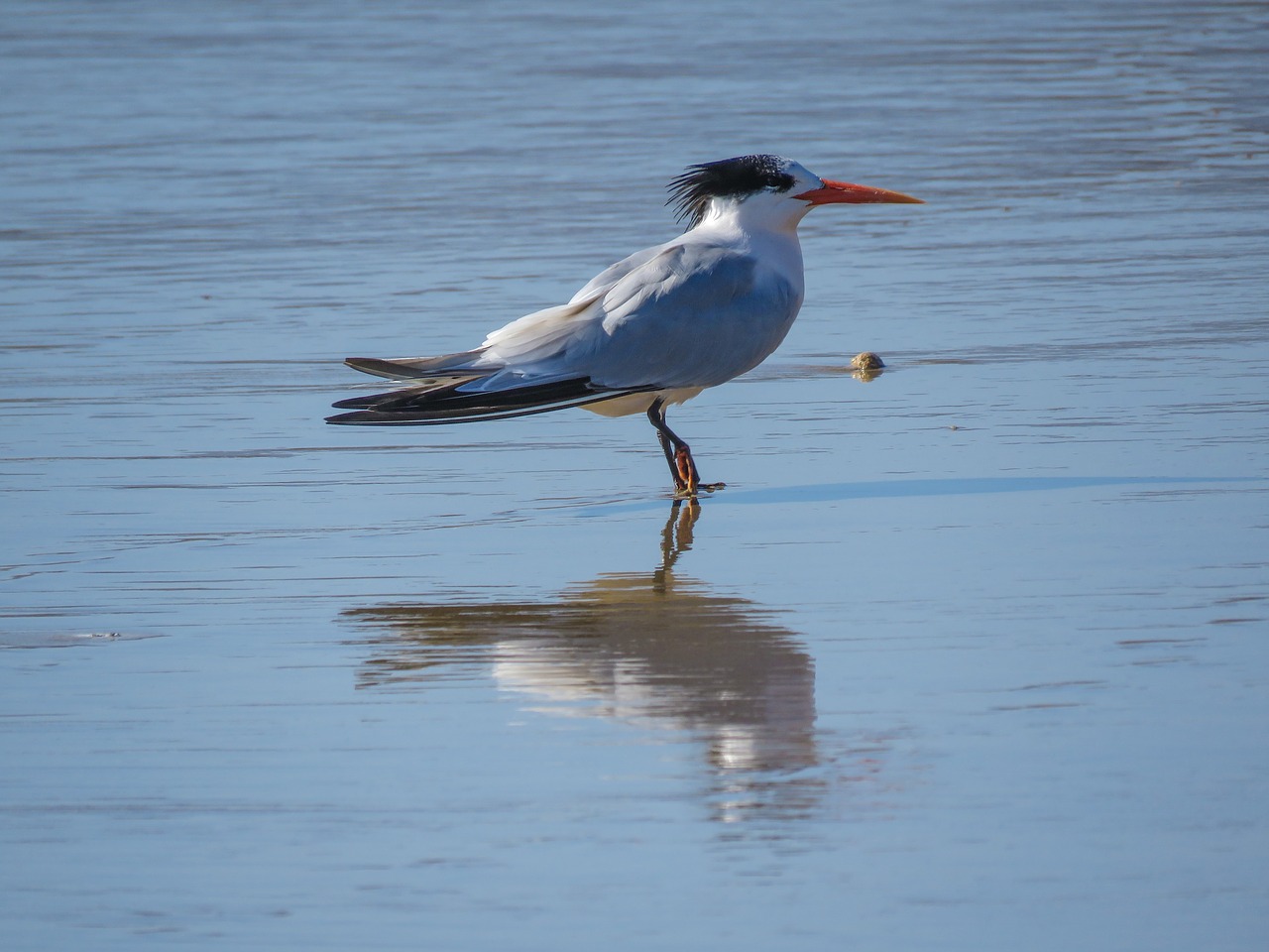 royal tern ocean bird free photo