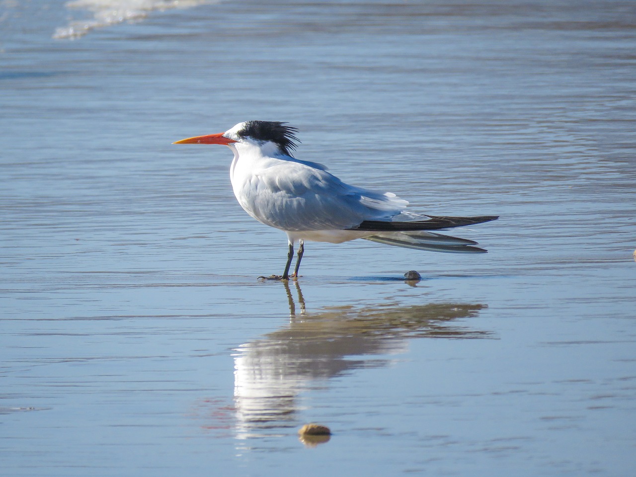 royal tern ocean bird free photo