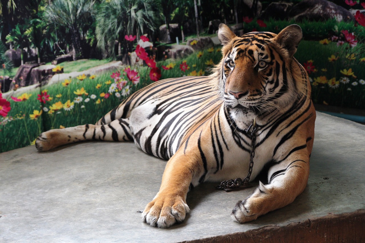 tiger luang tiger zoo free photo