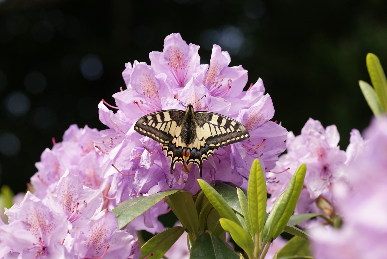 royal visit macaon butterfly free photo