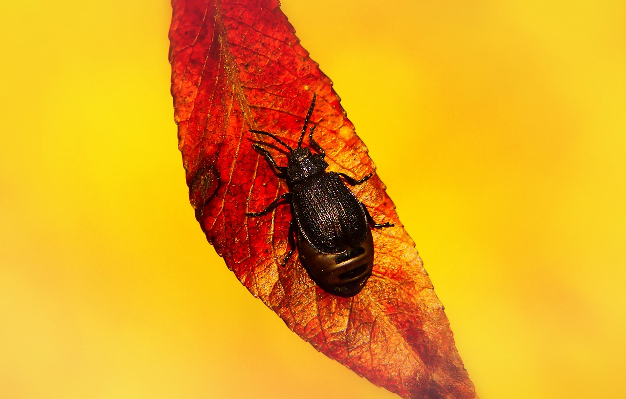 rozdestnica wrotyczówka  insect  leaf free photo