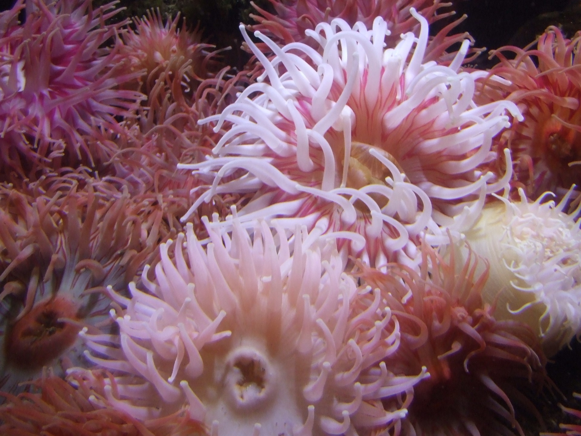 anemone anemones pink free photo