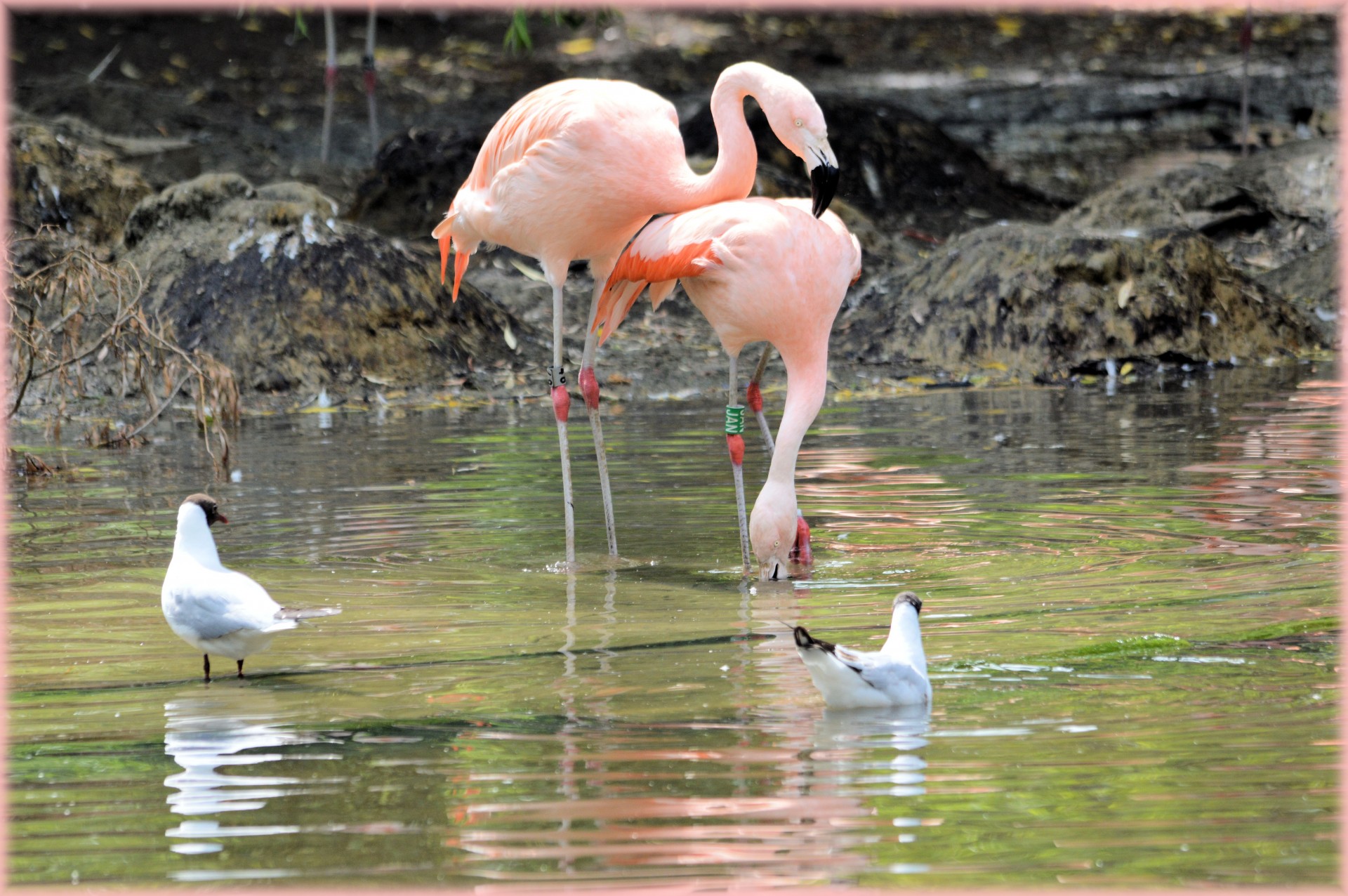 flamingo pink bird free photo