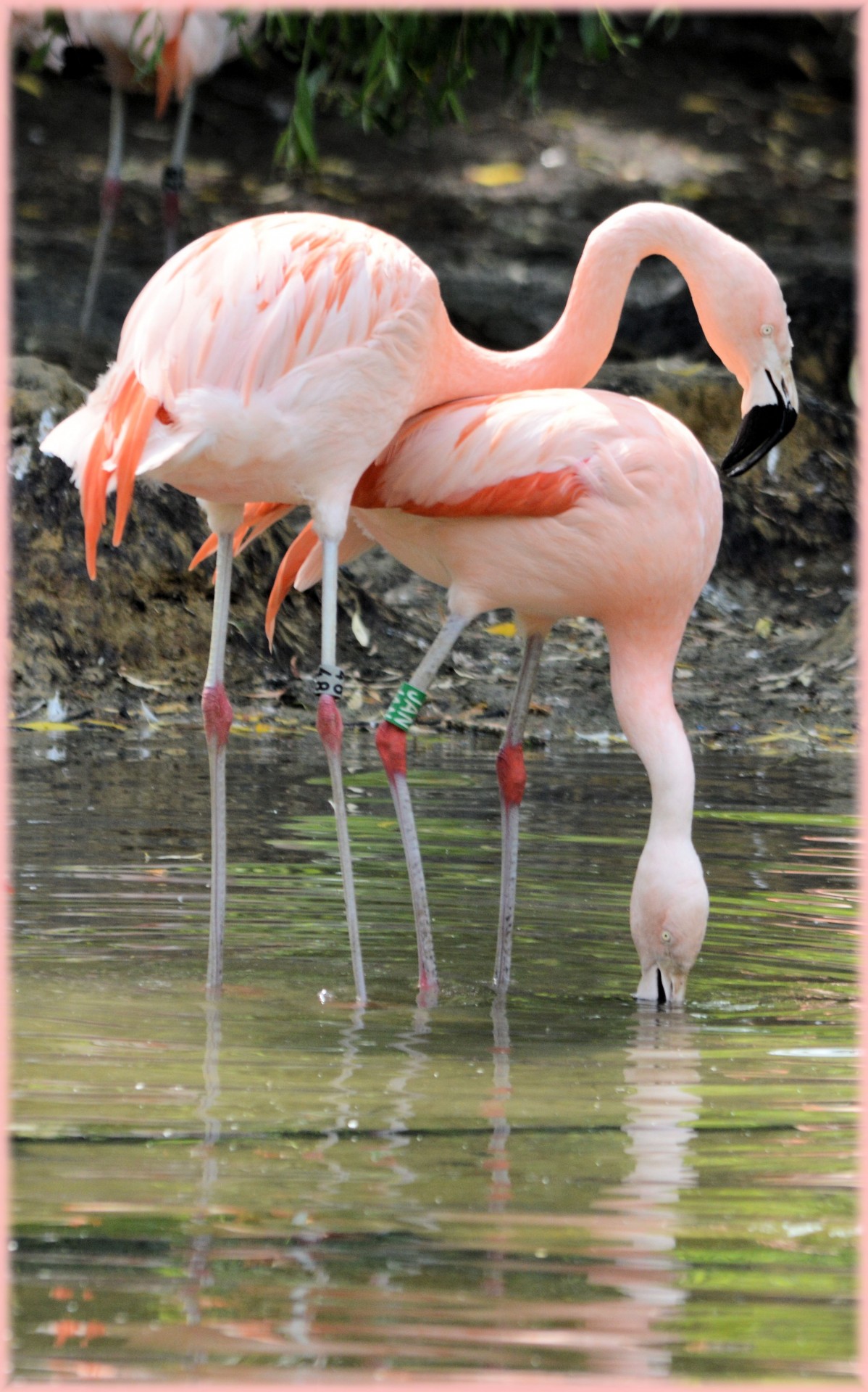 flamingo pink bird free photo