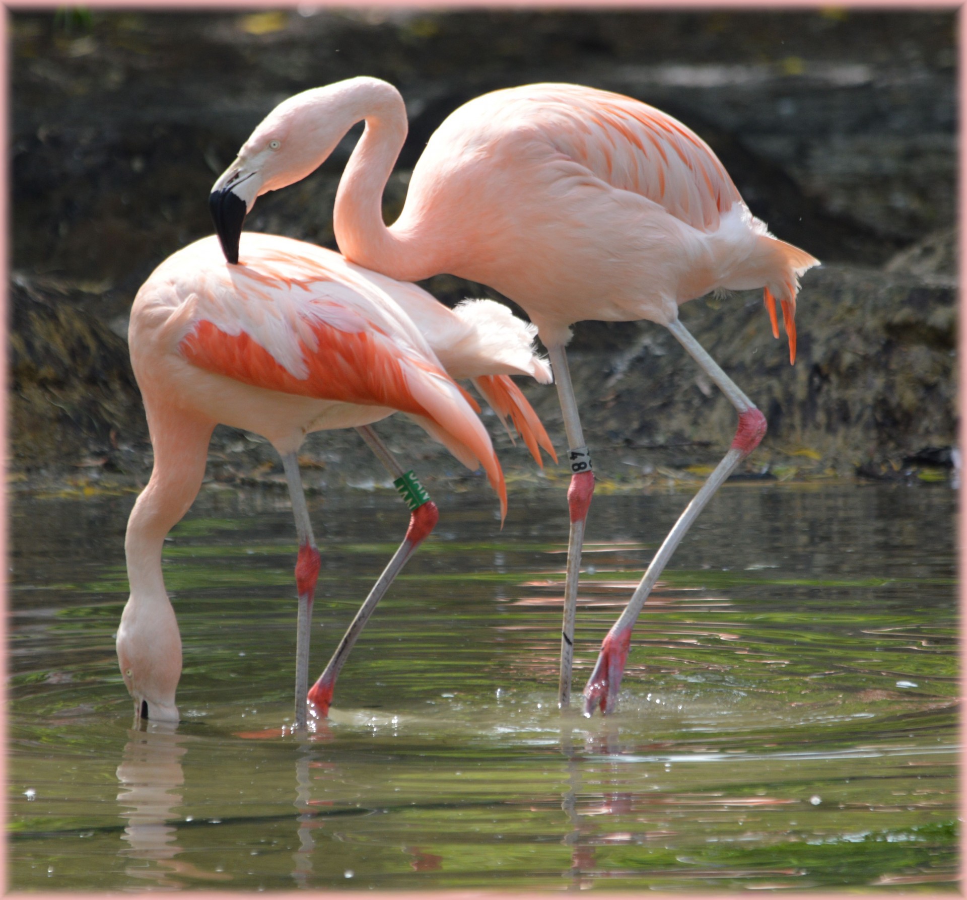 flamingo pink bird free photo