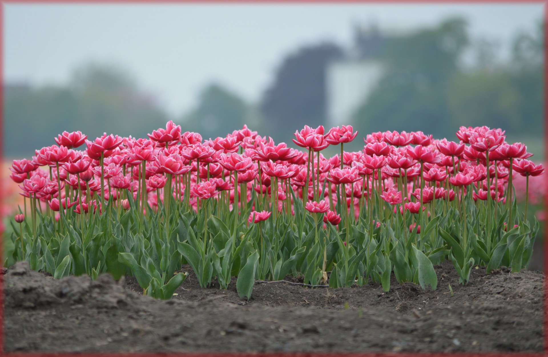 tulips holland yellow free photo