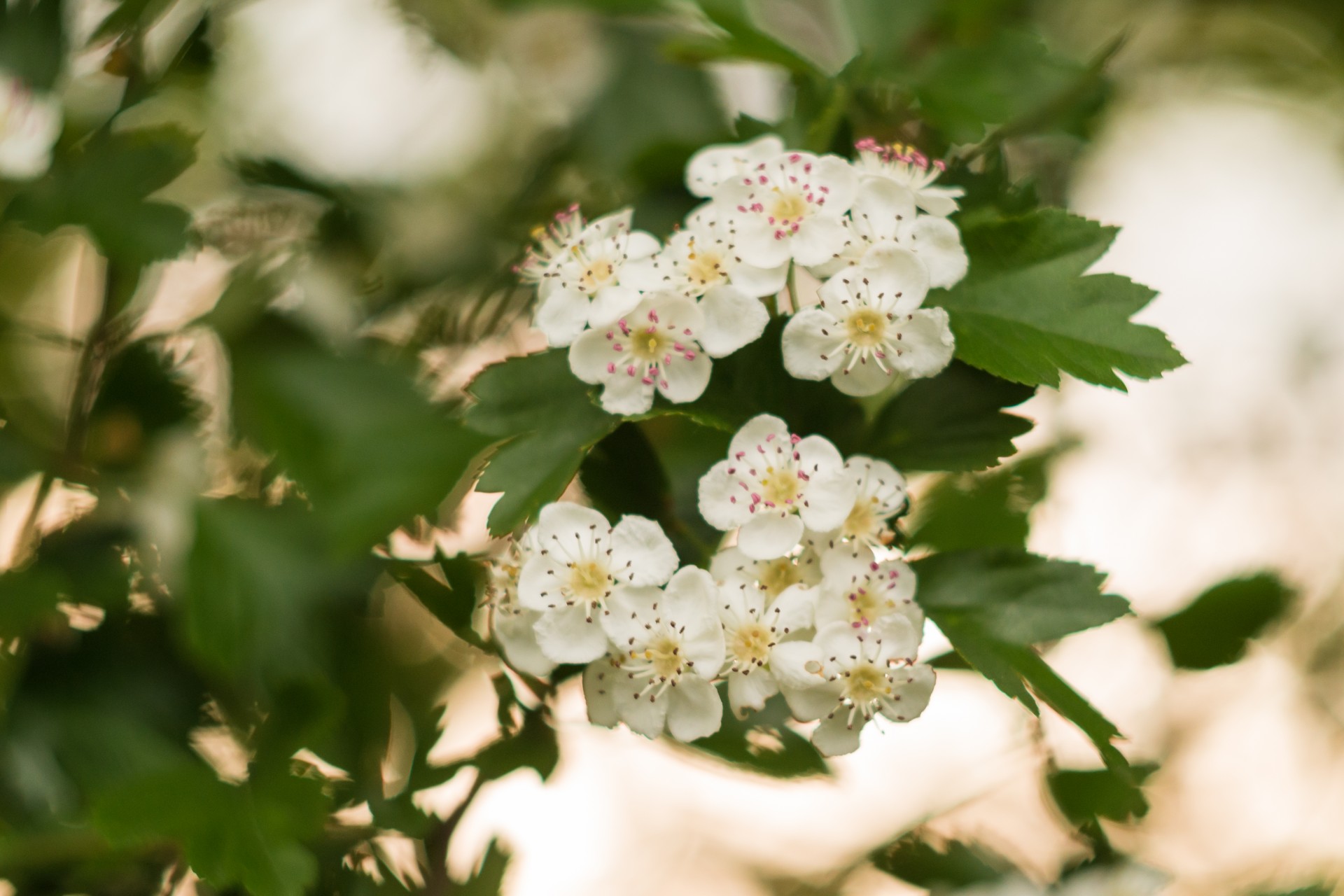 spring flowers leaves free photo