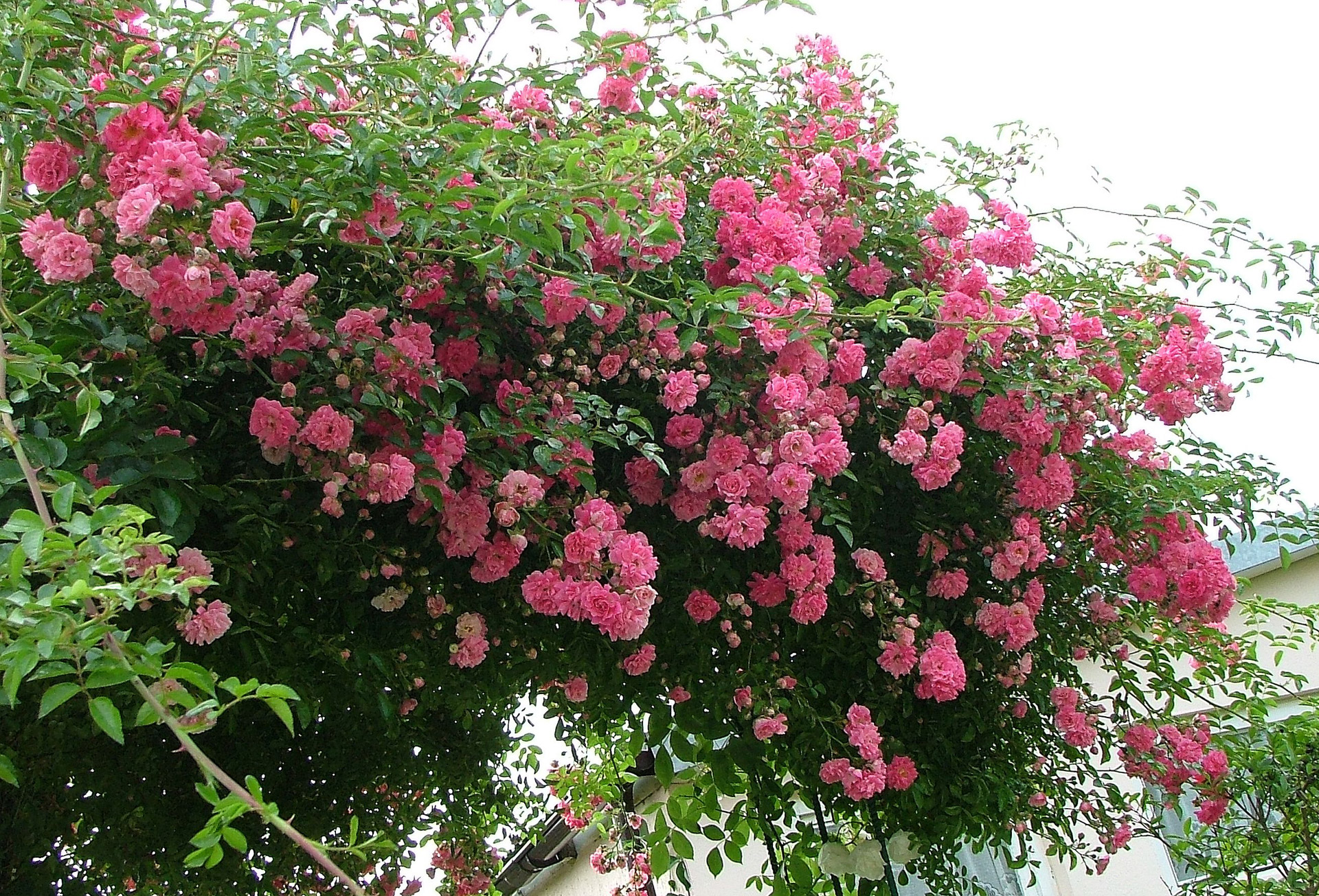 pink rose flower free photo