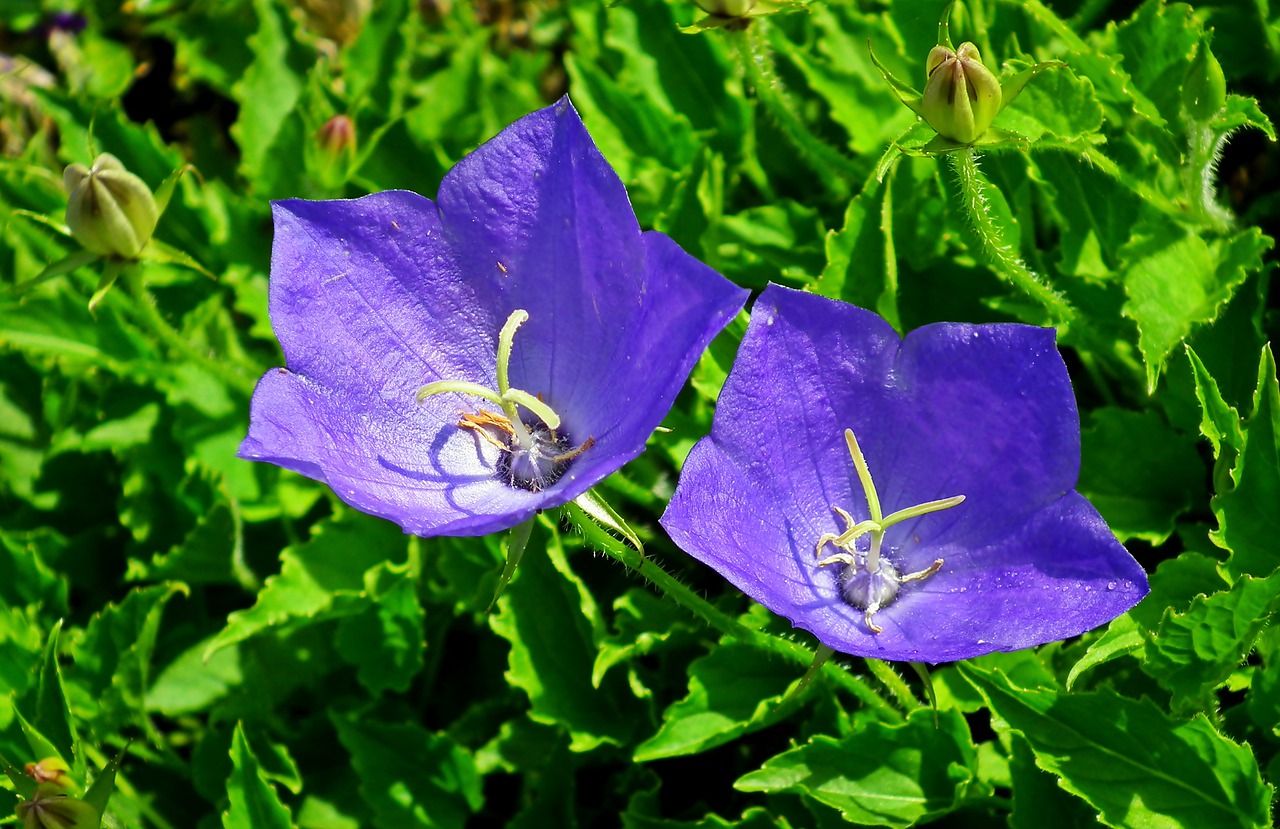 rozwar  flowers  closeup free photo