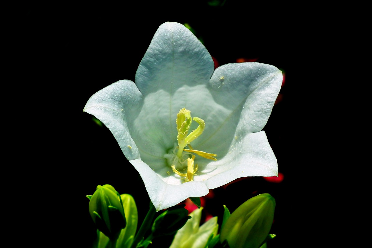 rozwar  flower  white free photo