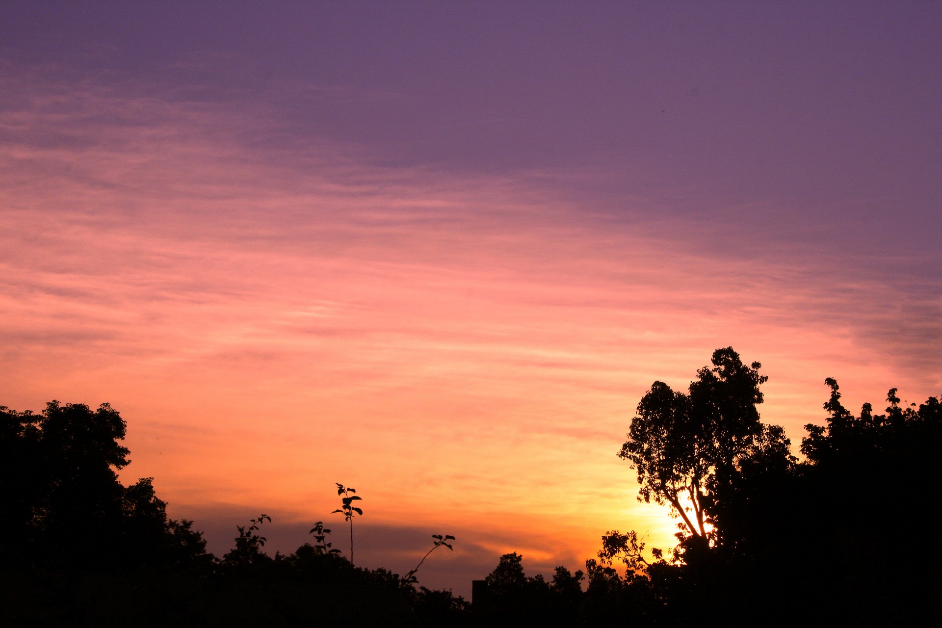 sunset pink mauve free photo