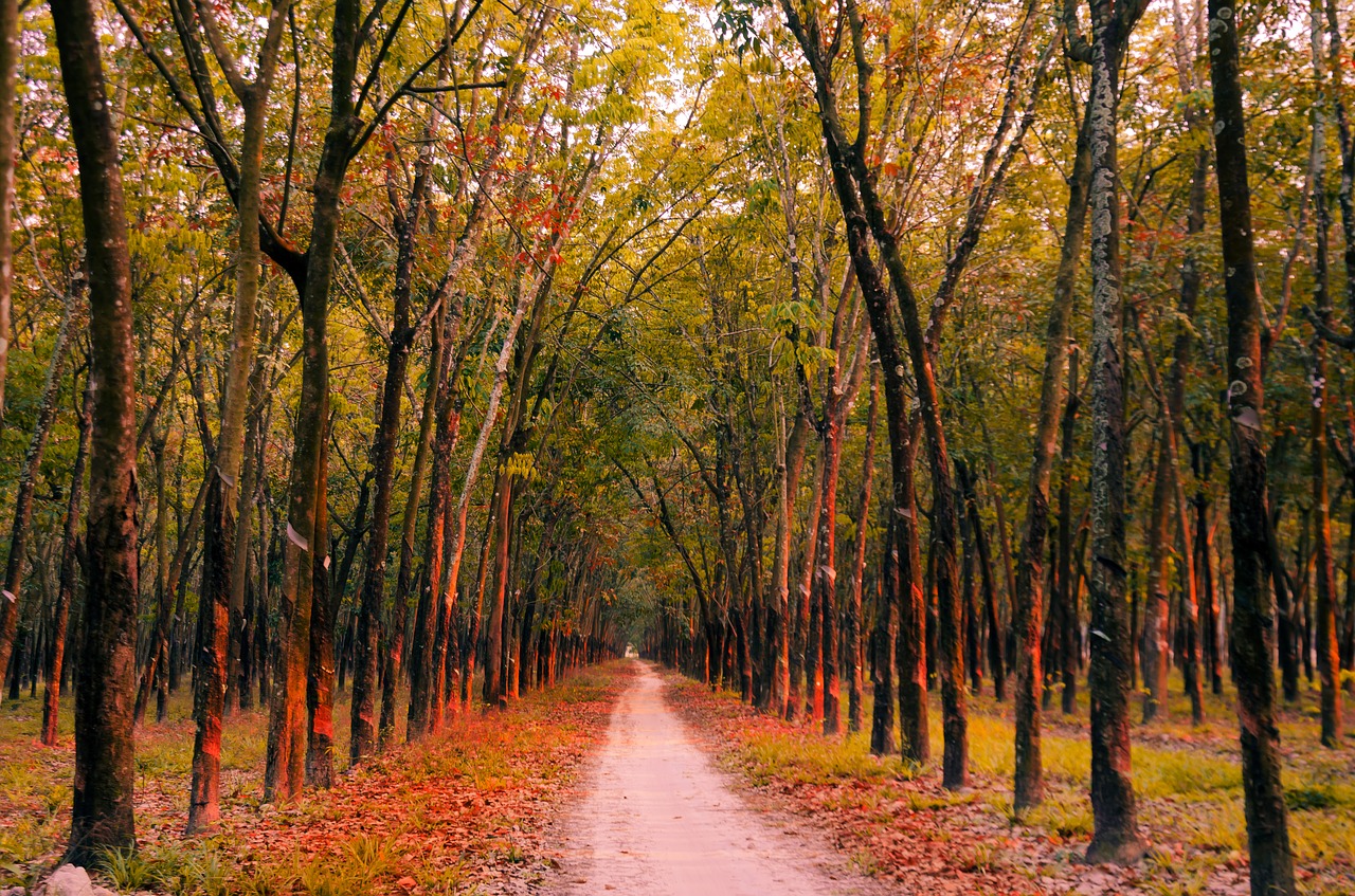 rubber road sunny free photo