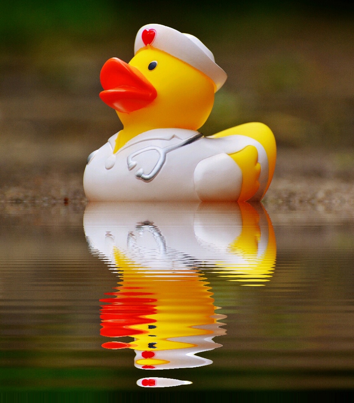 rubber duck bath duck mirroring free photo
