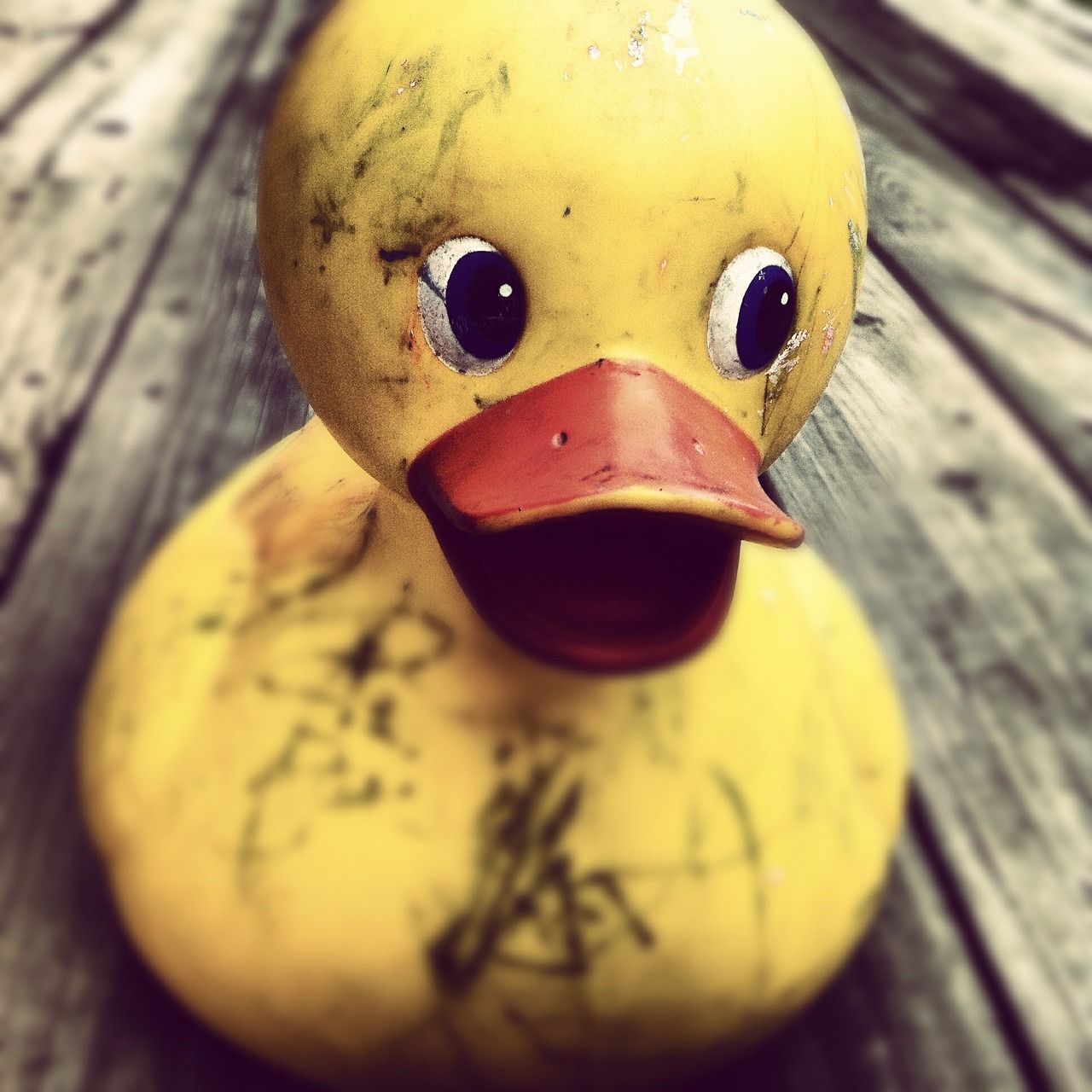 rubber duck toy yellow free photo