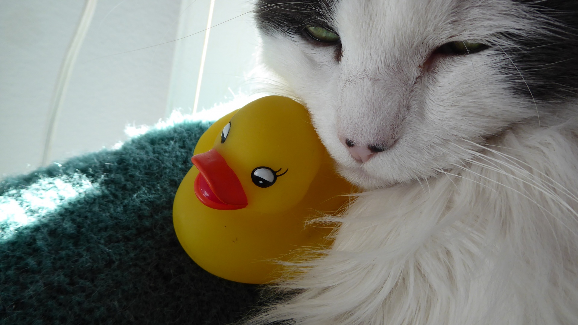 rubber ducky cat rubber ducky and cat free photo