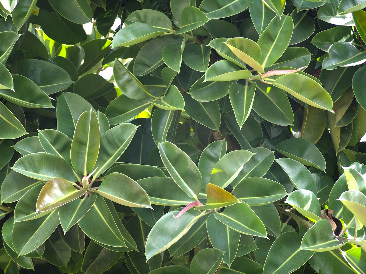 rubber tree plant green free photo