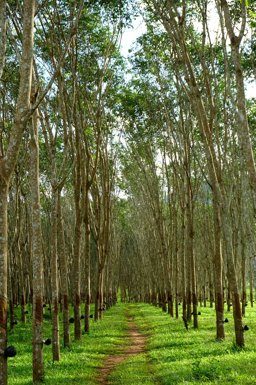 rubber tree  rubber trees  rubber free photo