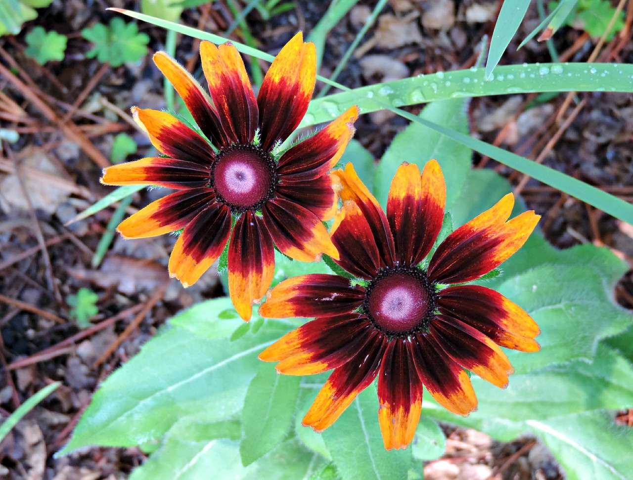 rubeckia black-eyed susan floral free photo