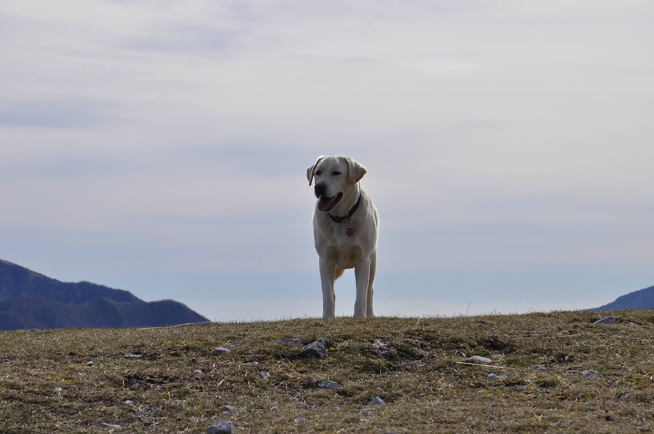 rubik dog labrador free photo