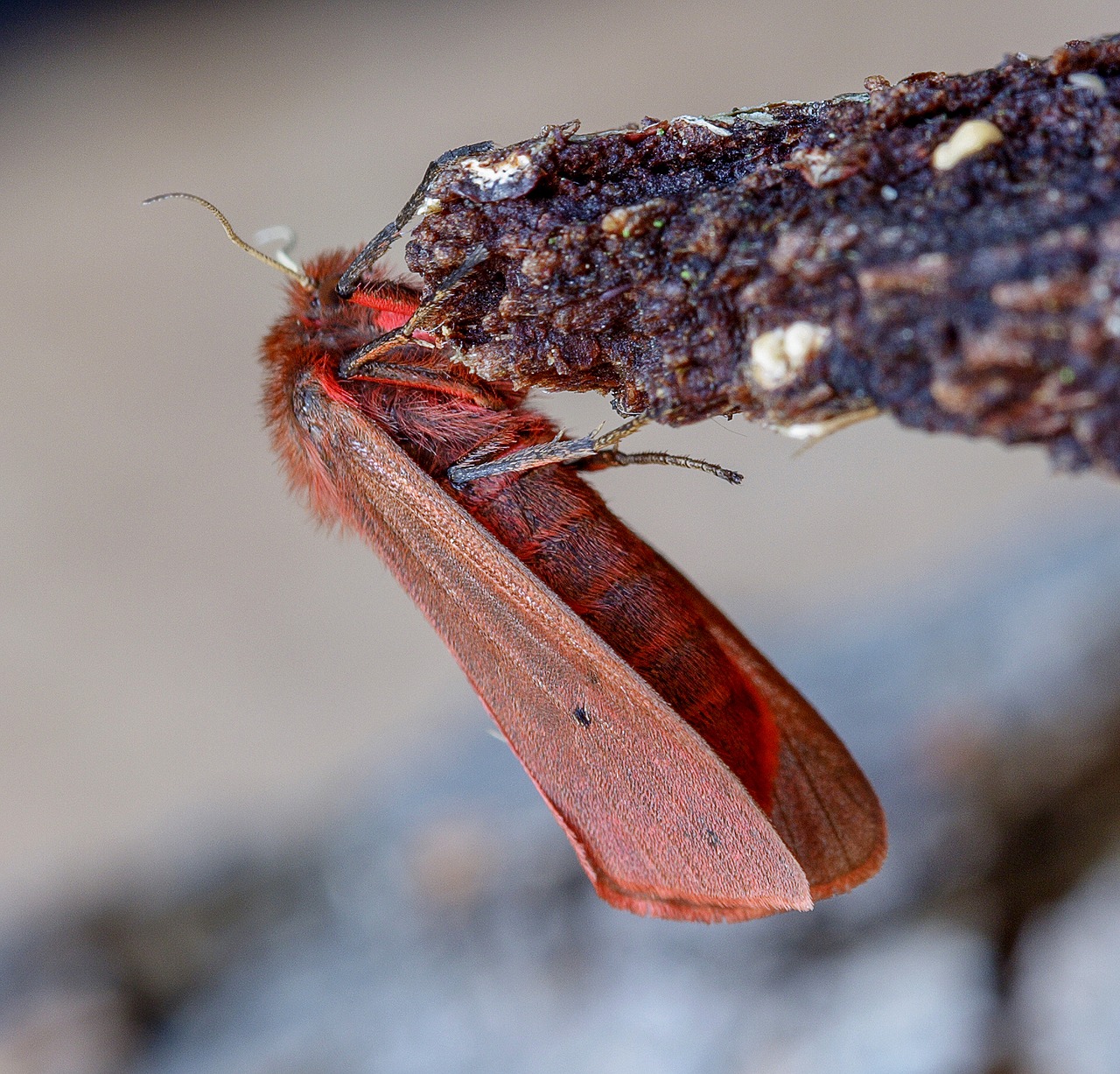 ruby-tiger  moth  wings free photo