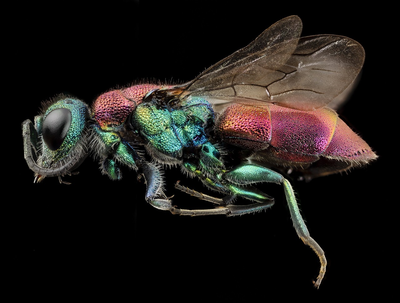 rubytail wasp insect macro free photo