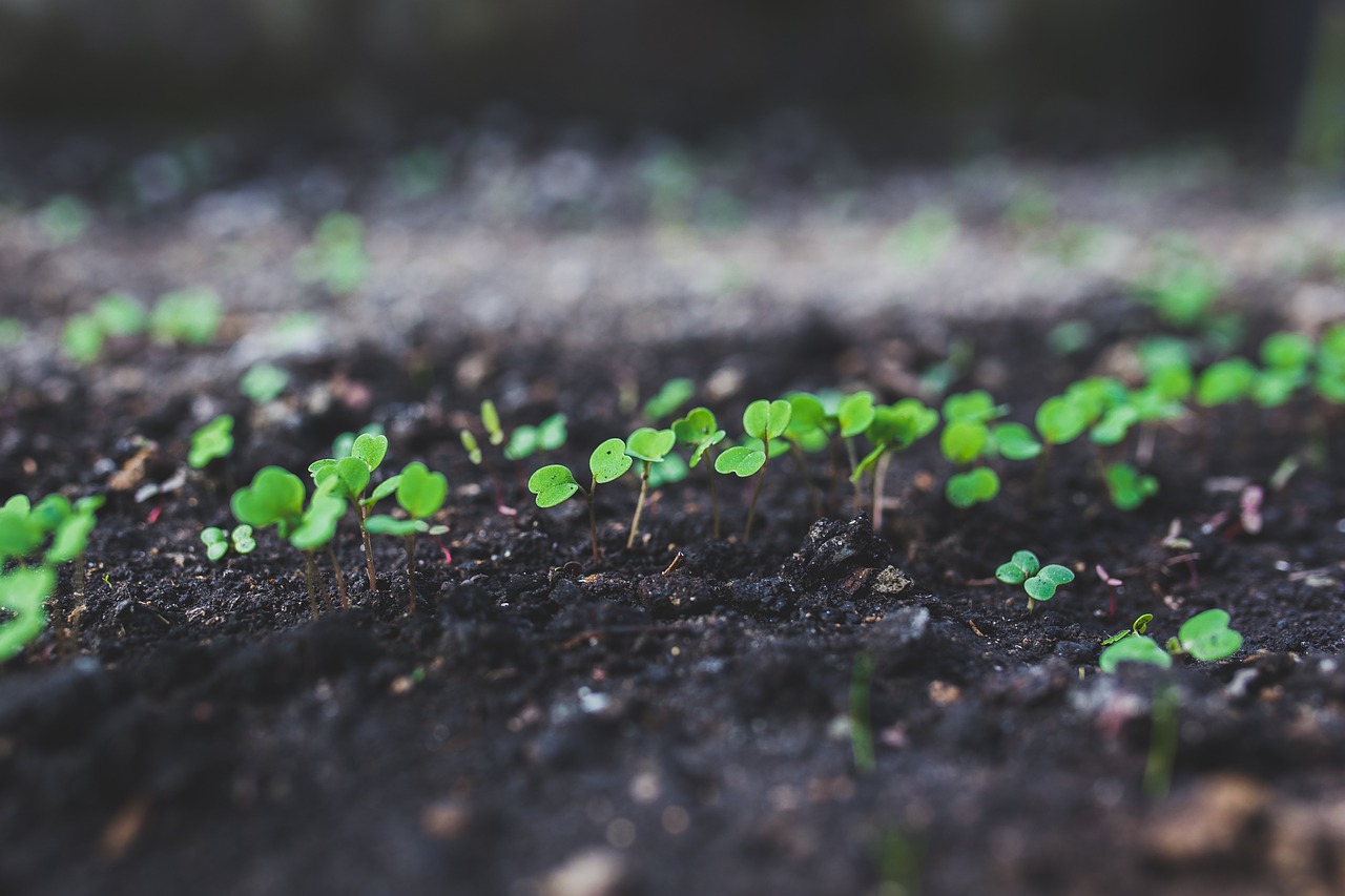 rucola argula sproutus free photo