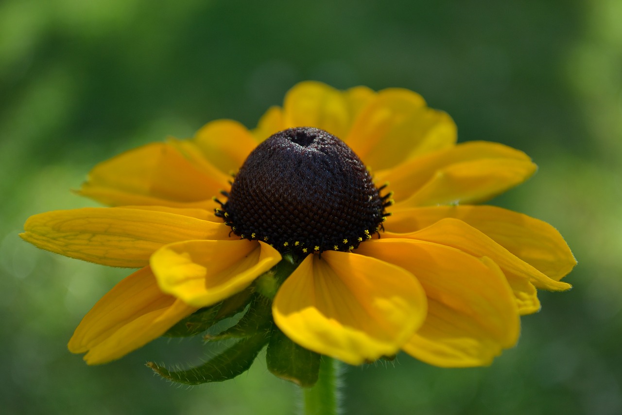 rudbecka flower orange free photo