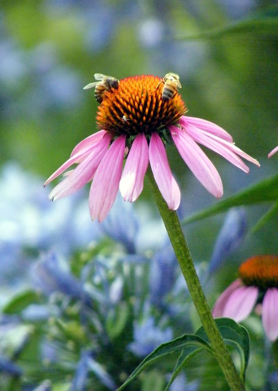 rudbeckia daisy bee free photo