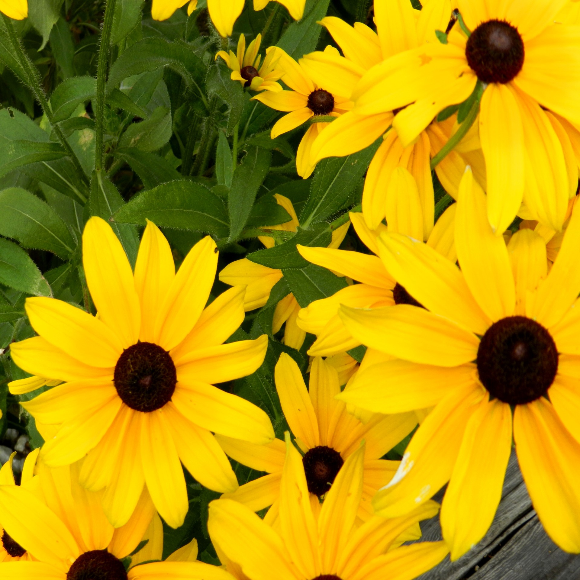 flowers rudbeckia yellow free photo