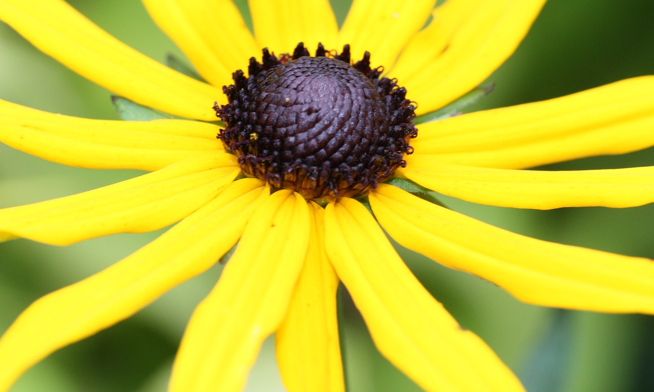 rudbeckia gardening flower free photo