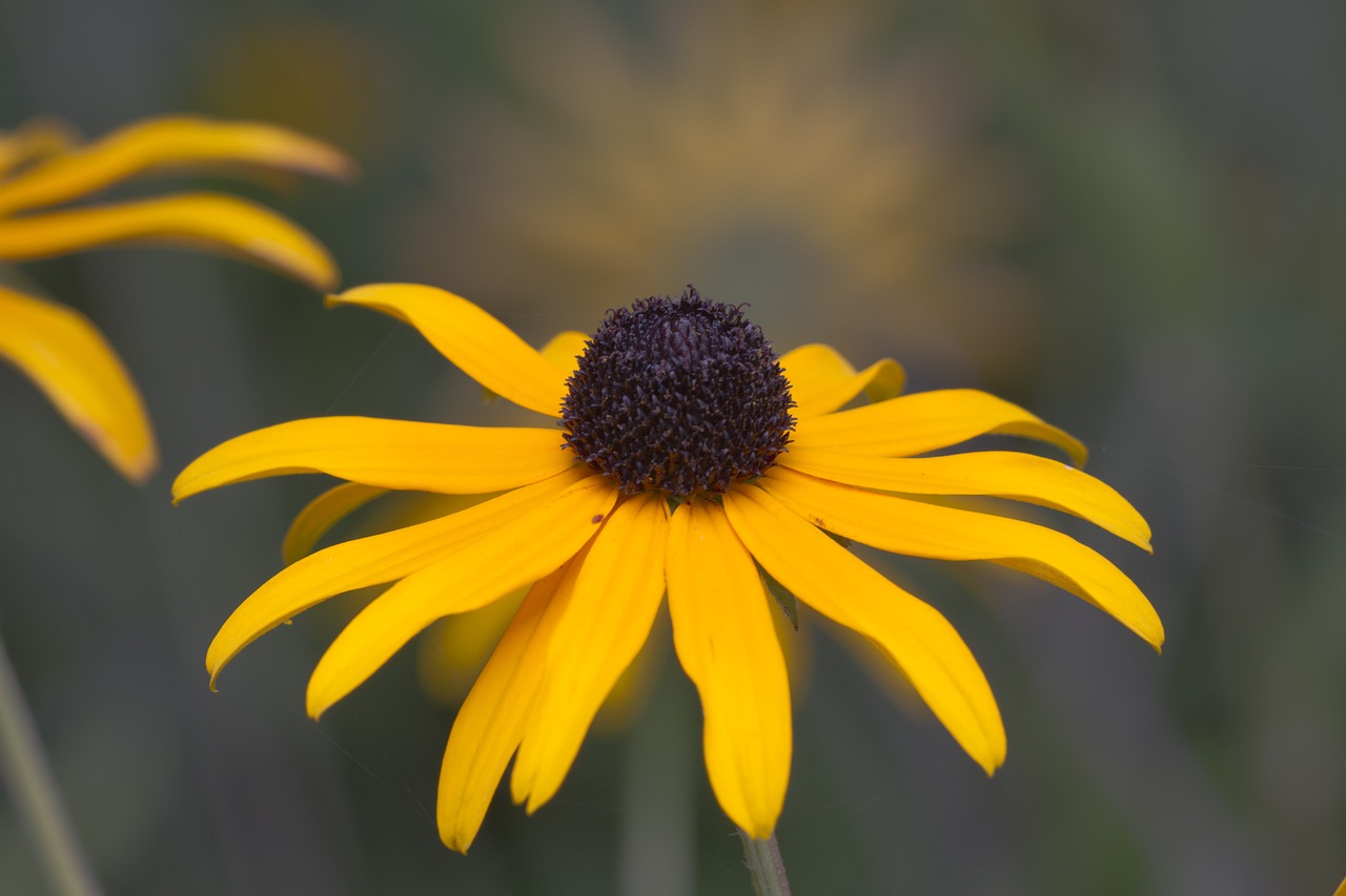 rudbeckia sun hat yellow free photo