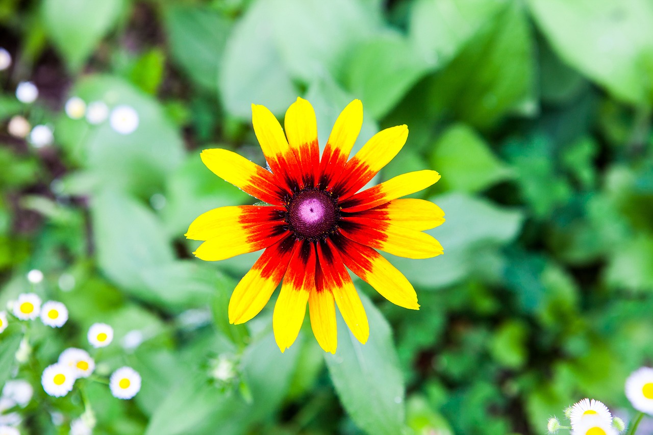 rudbeckia flowers nature free photo