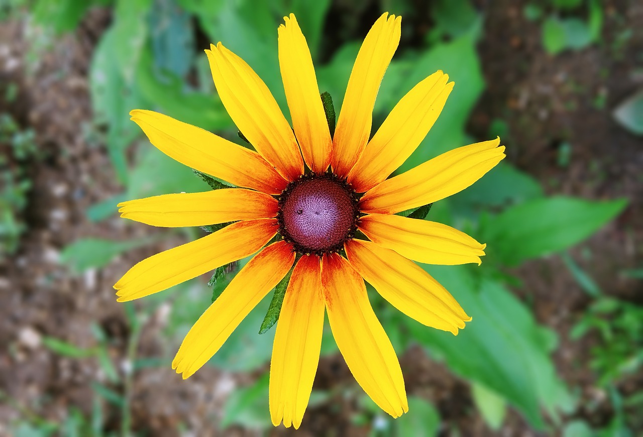 rudbeckia  flowers  yellow flower free photo