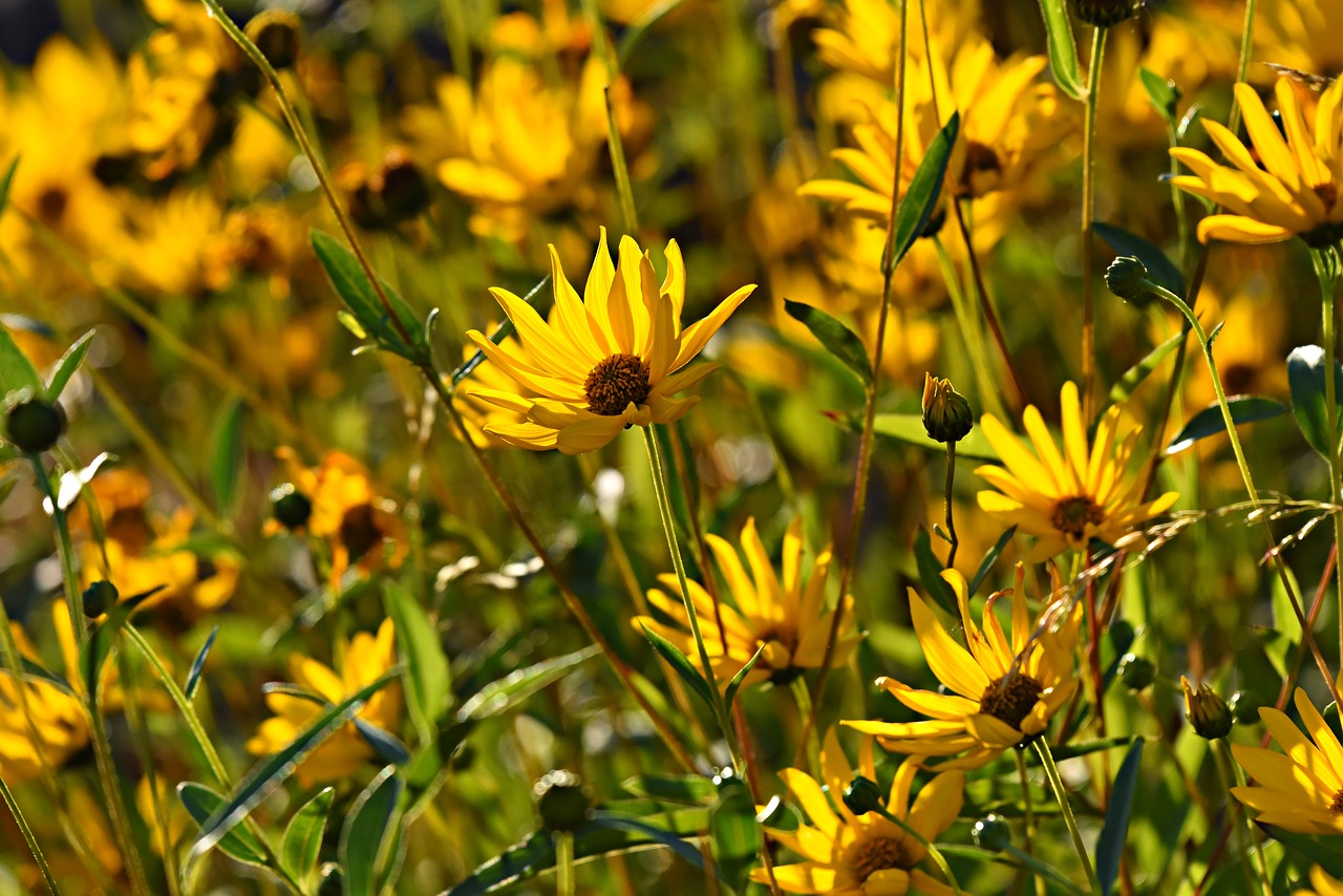 rudbeckia  flower  plant free photo