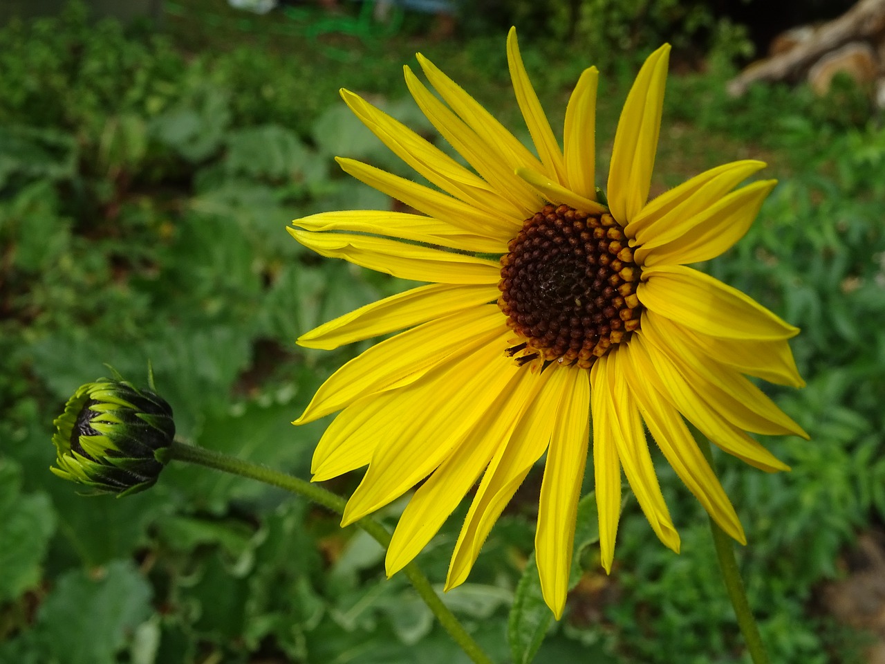 rudbeckia  flower  garden free photo