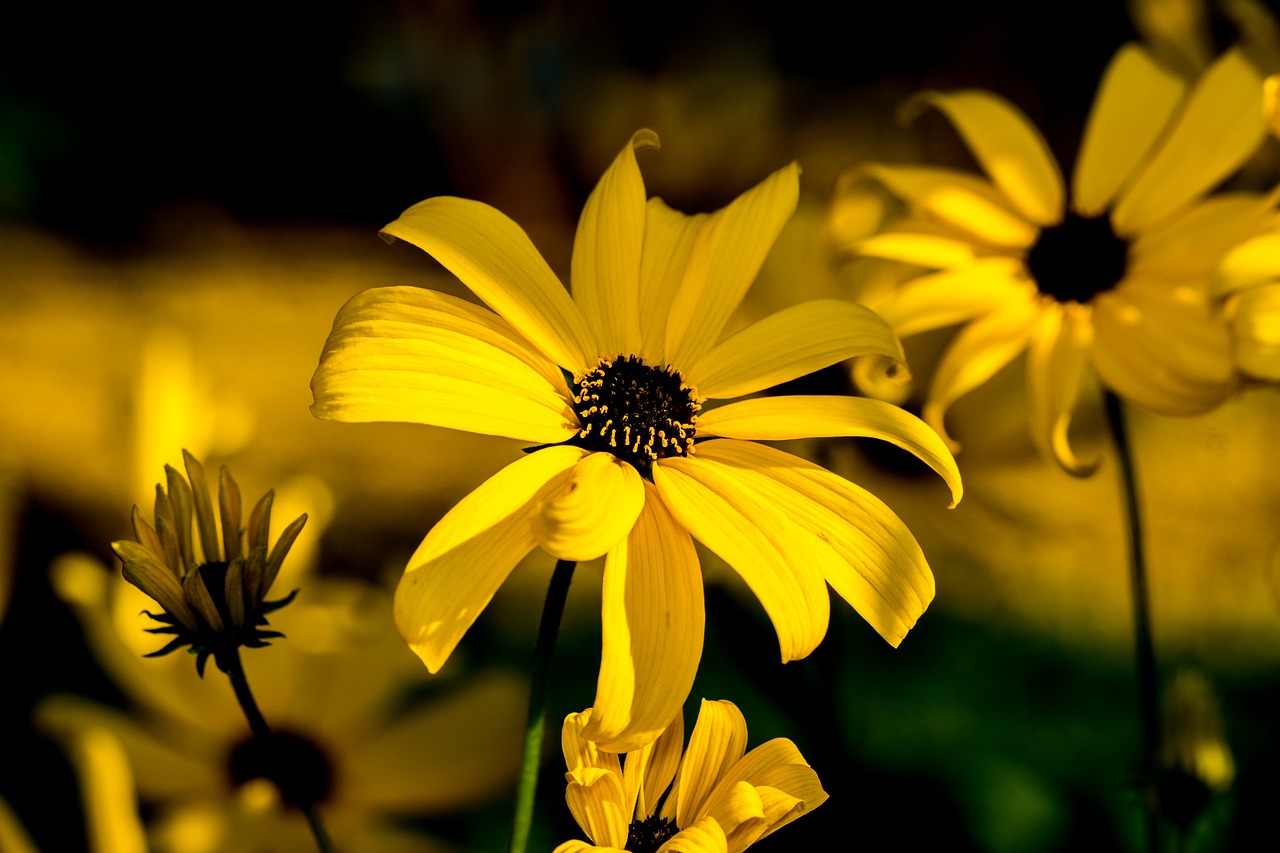 rudbeckia  flowers  contrast free photo