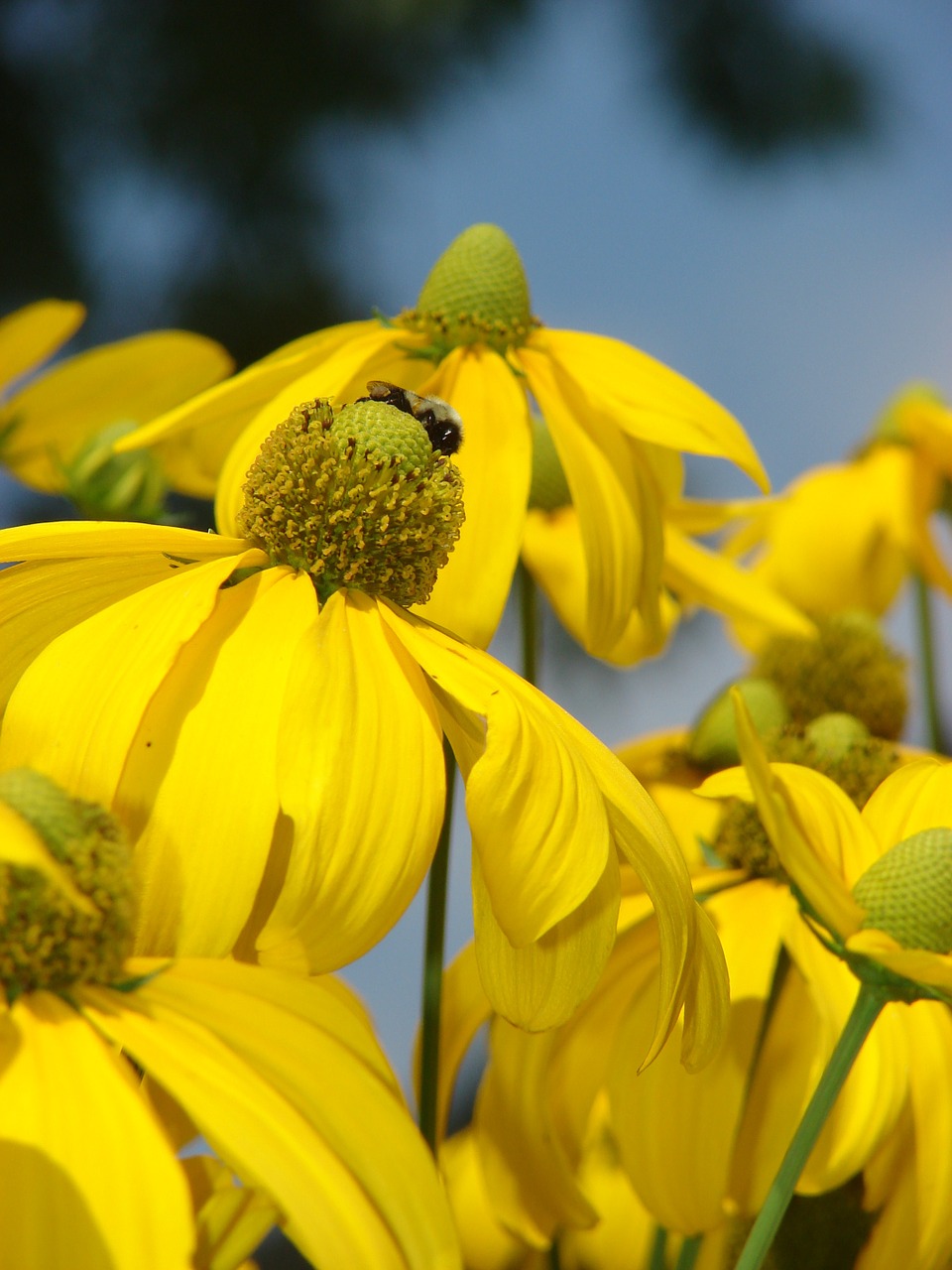 rudbeckia herbstonne yellow free photo